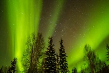 Alaska Aurora Borealis Over Forest | Obraz na stenu