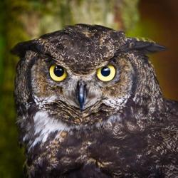 Alaska Raptor Center, Sitka, Alaska Close-Up Of A Great Horned Owl | Obraz na stenu