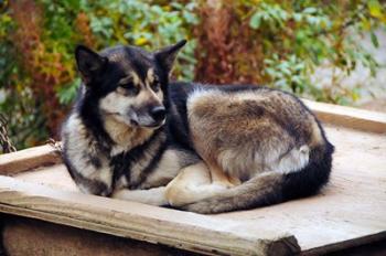 Alaskan Husky dog, Denali Park, Alaska, USA | Obraz na stenu