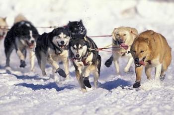 Iditarod Dog Sled Racing through Streets of Anchorage, Alaska, USA | Obraz na stenu