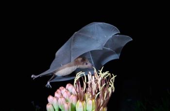 Leafnosed Fruit Bat, Arizona, USA | Obraz na stenu
