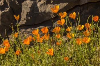 California Poppies In Bloom | Obraz na stenu