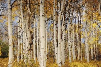 Aspens With Autumn Foliage, Kaibab National Forest, Arizona | Obraz na stenu