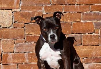 American Staffordshire Terrier dog | Obraz na stenu
