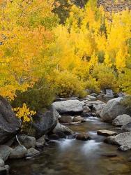 California, Eastern Sierra Bishop Creek During Autumn | Obraz na stenu