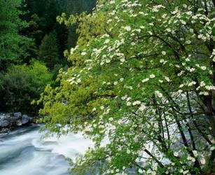 Flowering dogwood tree along the Merced River, Yosemite National Park, California | Obraz na stenu