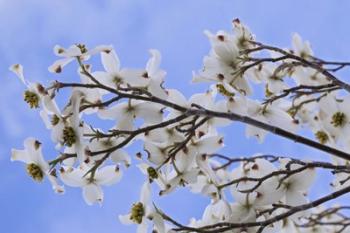 Blooming Dogwood Tree, Owens Valley California | Obraz na stenu