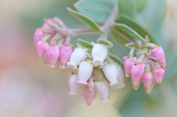 Manzanita Flowers, Genus Arctostaphylos, Mount Diablo State Park | Obraz na stenu