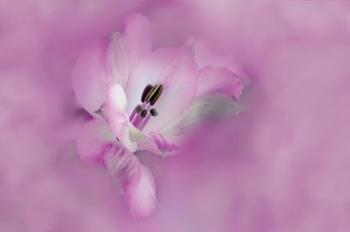 California Close-Up Of Alstroemeria Flower | Obraz na stenu