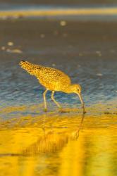 California, San Luis Obispo County Long-Billed Curlew Feeding At Sunset | Obraz na stenu