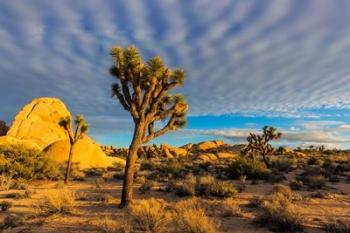 Joshua Tree National Park, California | Obraz na stenu