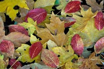 Leaf Pattern, Merced River, Yosemite National Park, California | Obraz na stenu