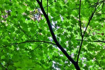Looking Up Into Vine Maple, Stout Grove, Jedediah Smith Redwoods State Park, Northern California | Obraz na stenu