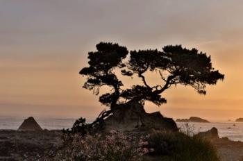 Cypress Tree At Sunset Along The Northern California Coastline, Crescent City, California | Obraz na stenu