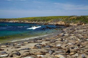 Northern Elephant Seals, California | Obraz na stenu