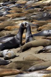 Northern Elephant Seals Fighting, California | Obraz na stenu
