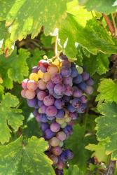 Santa Barbara Grapes | Obraz na stenu