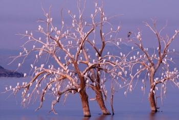 California, Cattle Egret, Great Blue Heron, bird roost | Obraz na stenu