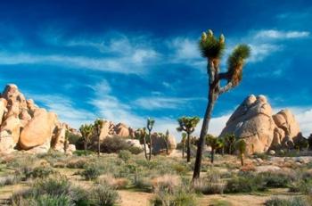 Joshua Trees With Granite Rocks | Obraz na stenu