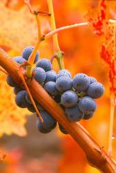 Dew Covered Grapes In Napa Valley | Obraz na stenu