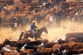 Cowboy Cattle Drive | Obraz na stenu