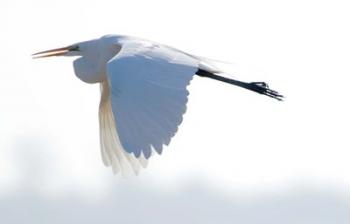 Great Flying Egret | Obraz na stenu