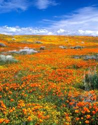 California Poppy Reserve Near Lancaster, California | Obraz na stenu