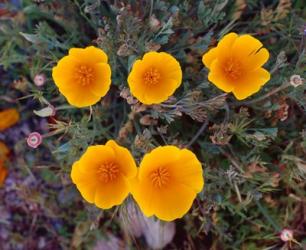 Yellow Desert Flowers | Obraz na stenu