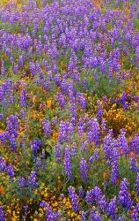 Californian Poppies And Lupine | Obraz na stenu