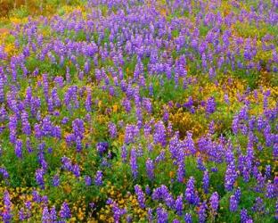 Carrizo Plain National Monument Lupine And Poppies | Obraz na stenu