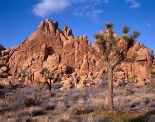 Joshua Tree National Park, Trees And Mountains, California | Obraz na stenu