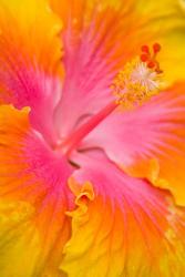 Pink And Yellow Hibiscus Flower,  San Francisco, CA | Obraz na stenu