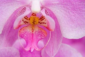 A Pink Orchid, San Francisco Conservatory Of Flowers | Obraz na stenu