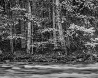 California, Yosemite (BW) | Obraz na stenu