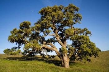 California, Cottonwood Tree | Obraz na stenu