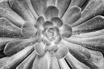 California, Del Mar Succulents After Rain (BW) | Obraz na stenu