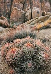 California, Alabama Hills, Cactus | Obraz na stenu