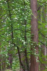 Flowering dogwood tree Yosemite NP, CA | Obraz na stenu