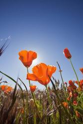 Poppies With Sun And Blue Sky, Antelope Valley, CA | Obraz na stenu