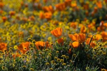 Golden California Poppy Field | Obraz na stenu