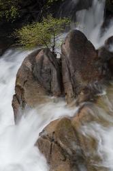 Lone Tree With Waterfall At Cascade Creek Falls | Obraz na stenu