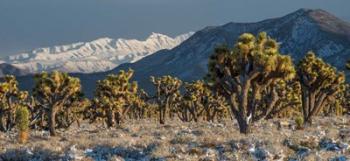 Panoramic View Of Joshua Trees In The Snow | Obraz na stenu