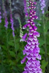 Closeup Of Foxglove Flower | Obraz na stenu