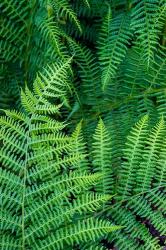 Bracken Fern In Nature | Obraz na stenu