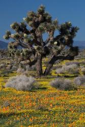 Mojave Desert Joshua Tree | Obraz na stenu