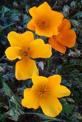 Early Blooming Golden California Poppies | Obraz na stenu