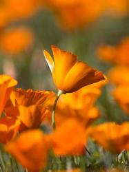 Detail Of Golden California Poppy In Antelope Valley | Obraz na stenu