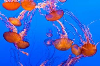 Sea Nettles Dancing At The Monterey Bay Aquarium | Obraz na stenu