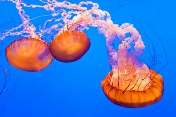 Three Sea Nettles At The Monterey Bay Aquarium | Obraz na stenu