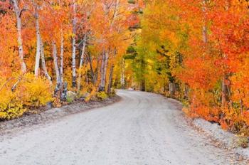 Autumn In The Inyo National Forest | Obraz na stenu